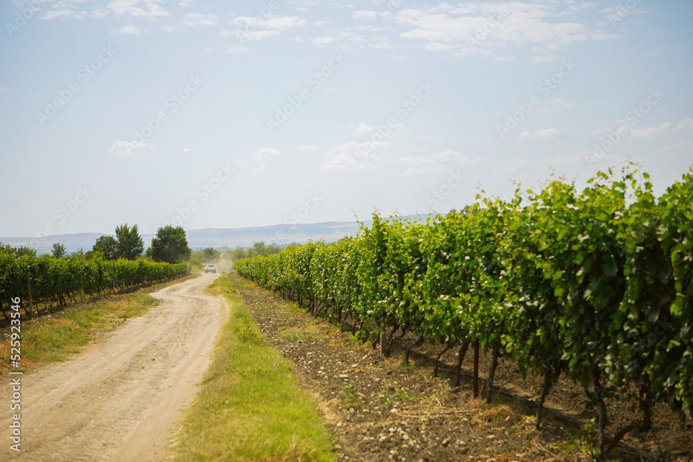 Naklejka premium vineyard in the summer