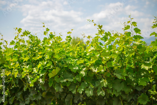 Fotografie vineyard in the summer