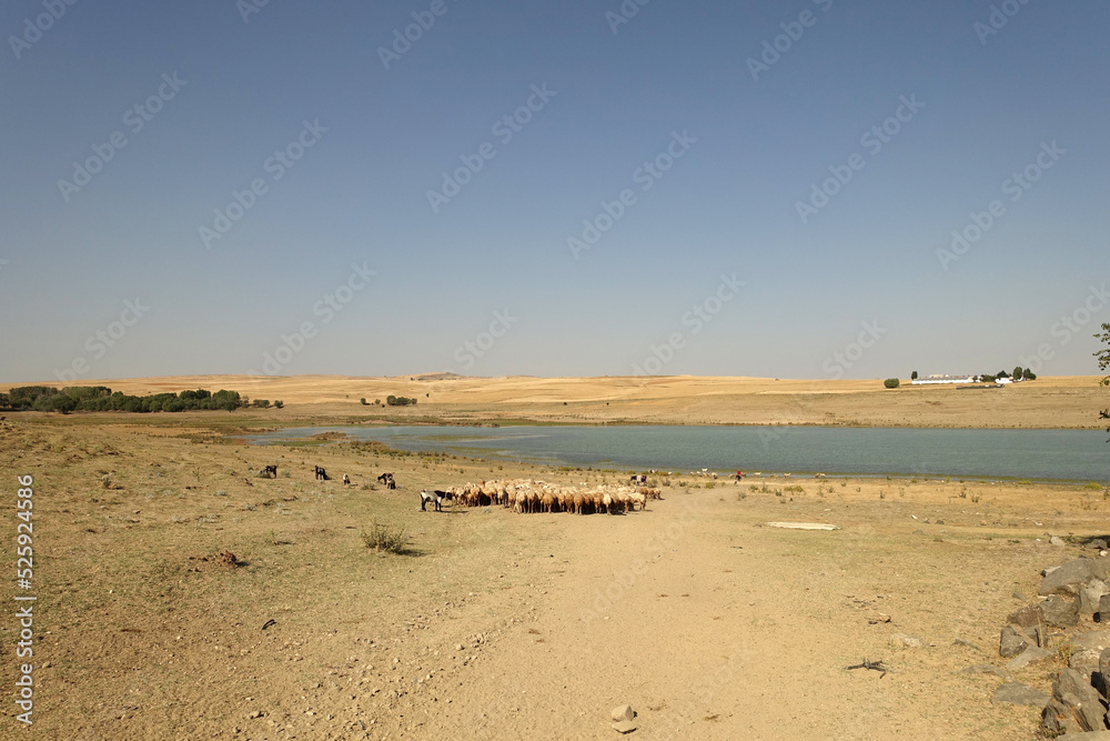 a flock of sheep in turkey in summer, sheep and goats in the field, a flock of sheep intertwined due to the air temperature,