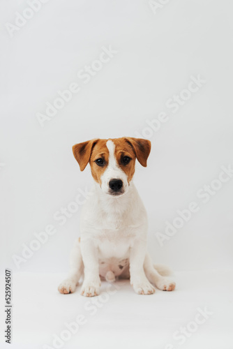 Jack Russell Terrier puppy, six months old, sitting in front of white background  © Anna