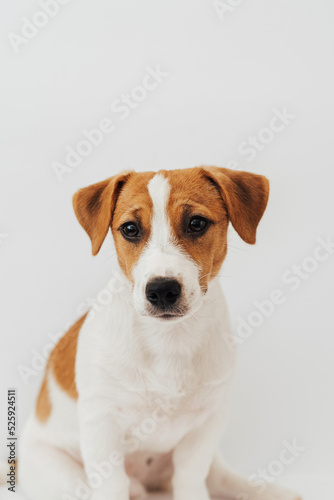 Jack Russell Terrier puppy, six months old, sitting in front of white background 