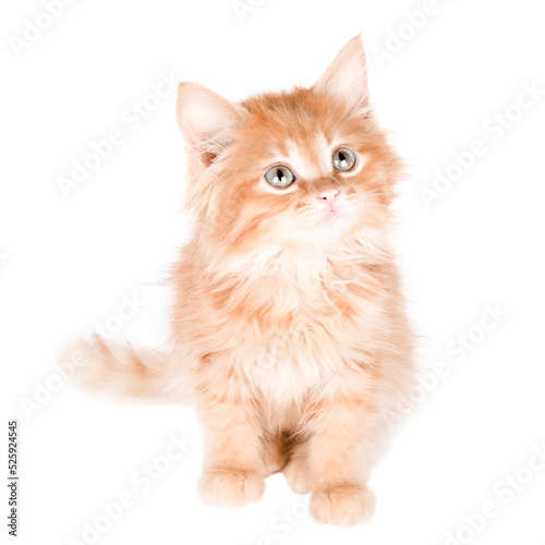 little orange kitten sitting and looking up isolated
