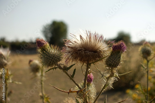 thistle plant, thistle cardus marianus thistle plant starting to dry, medicinal , silybum marianum plant, photo