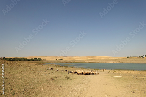 a flock of sheep in turkey in summer, sheep and goats in the field, a flock of sheep going to drink water,