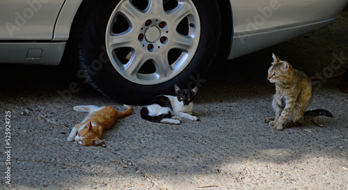 Little kittens are sitting on the street near the car wheel  a mother cat is located nearby. Portrait of a homeless dirty cat on the street