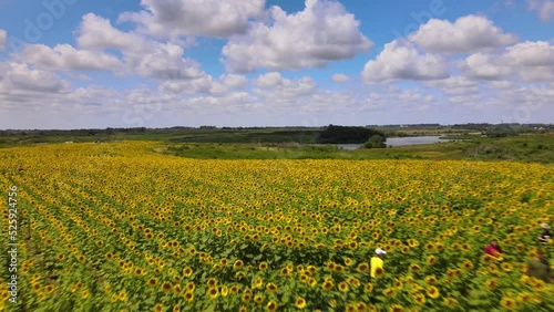 2022 - Excellent aerial view of sunflowers planted where Field of Dreams was filmed. photo