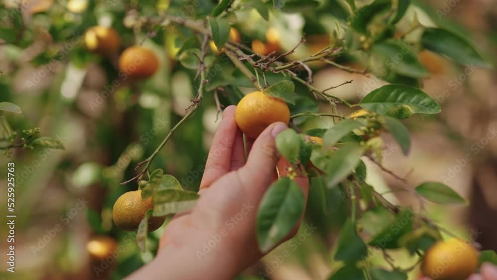 Revisando el Fruto de Mandarina