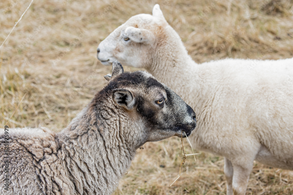 Close up of heads of pair of small sheep - rare breed - profile view in field of yellow grass Close up of heads of pair of small sheep - rare breed - profile view in field of yellow grass