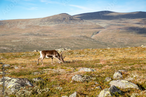 A young reindeer grazes in Norway in summer