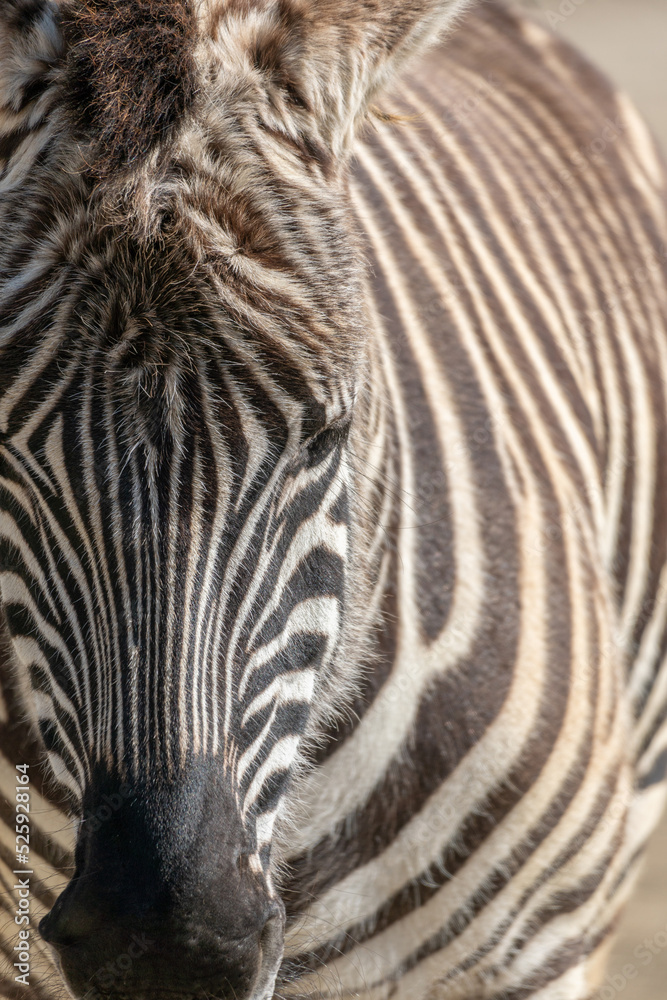 Closeup of Zebras Head and Body with Selective focus Closeup of Zebras Head and Body with Selective focus