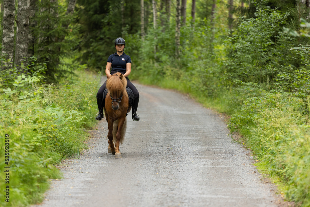 Icelandic horse with female rider on saddle. Rider wearing helmet. Icelandic horse with female rider on saddle. Rider wearing helmet.