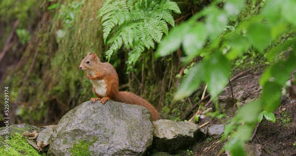 Beautiful red squirrel eating food at stone in the forest Beautiful red squirrel eating food at stone in the forest