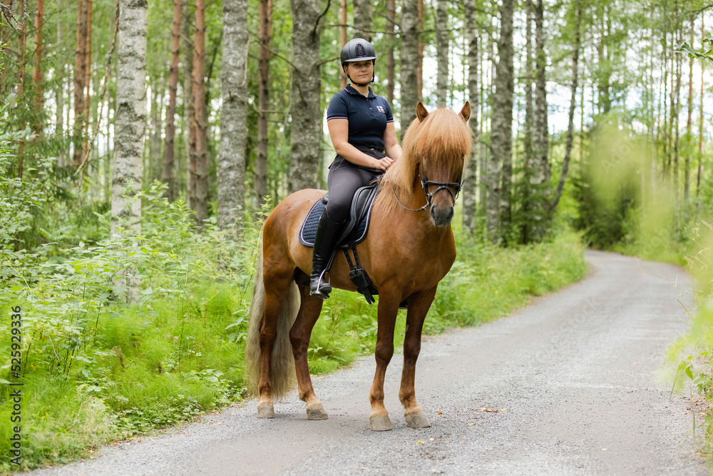 Icelandic horse with female rider on saddle. Rider wearing helmet. Icelandic horse with female rider on saddle. Rider wearing helmet.