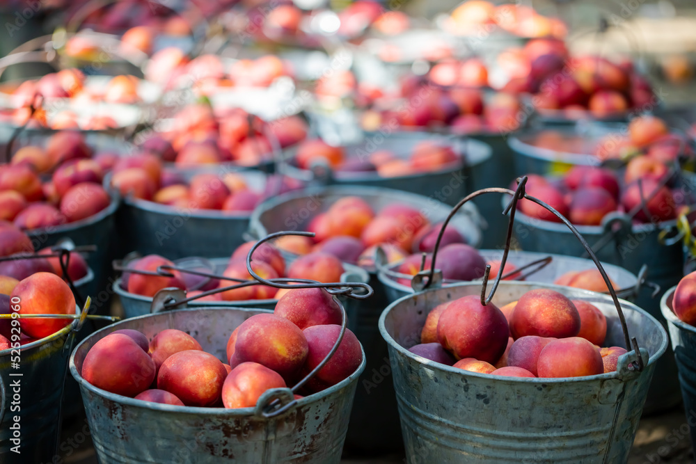 small ripe nectarines in iron bucket small ripe nectarines in iron bucket