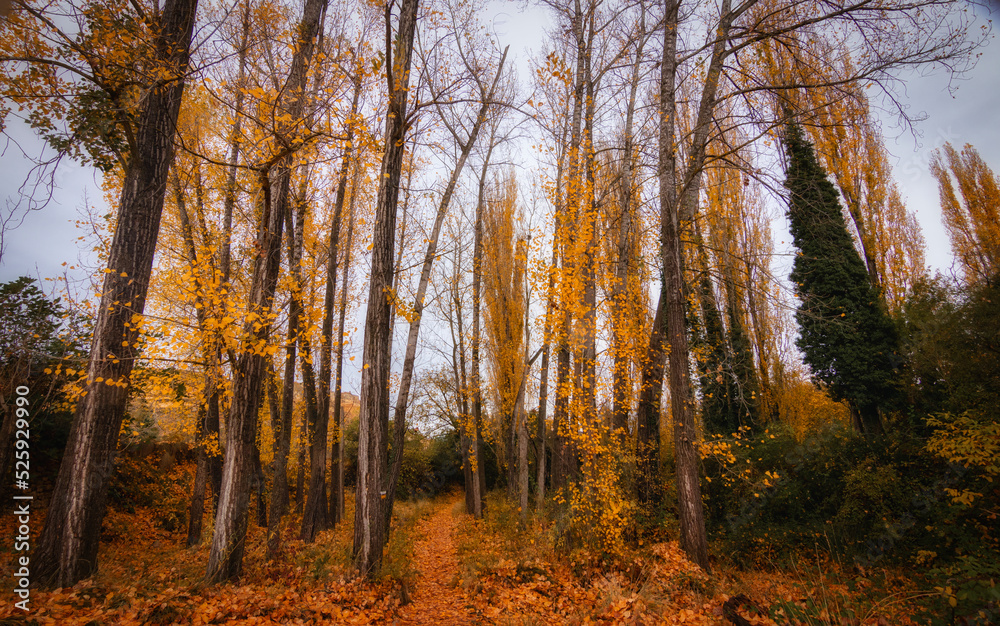 Fototapeta premium paisajes de bosque otoñal y cascadas