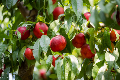 Sweet organic nectarines on tree in big garden