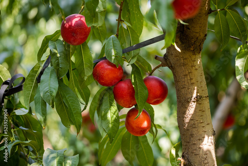 Sweet organic nectarines on tree in big garden
