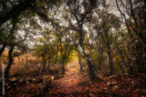 paisajes de bosque otoñal y cascadas