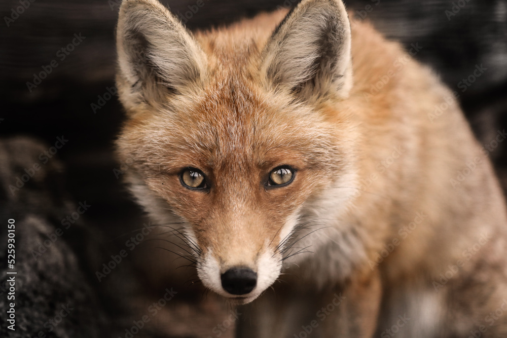 Red fox Red fox