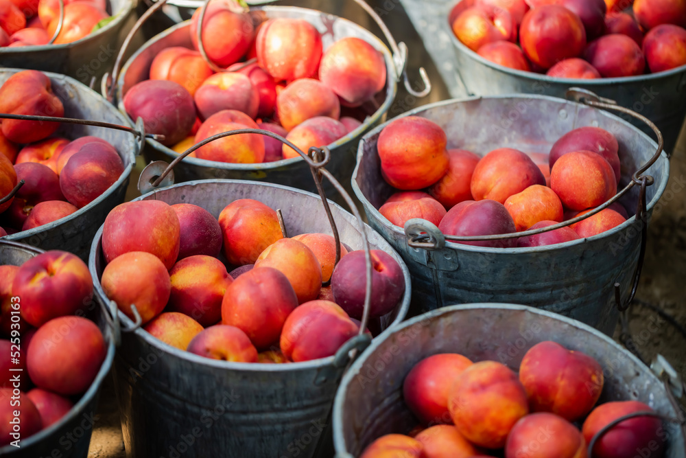 small ripe nectarines in iron bucket small ripe nectarines in iron bucket