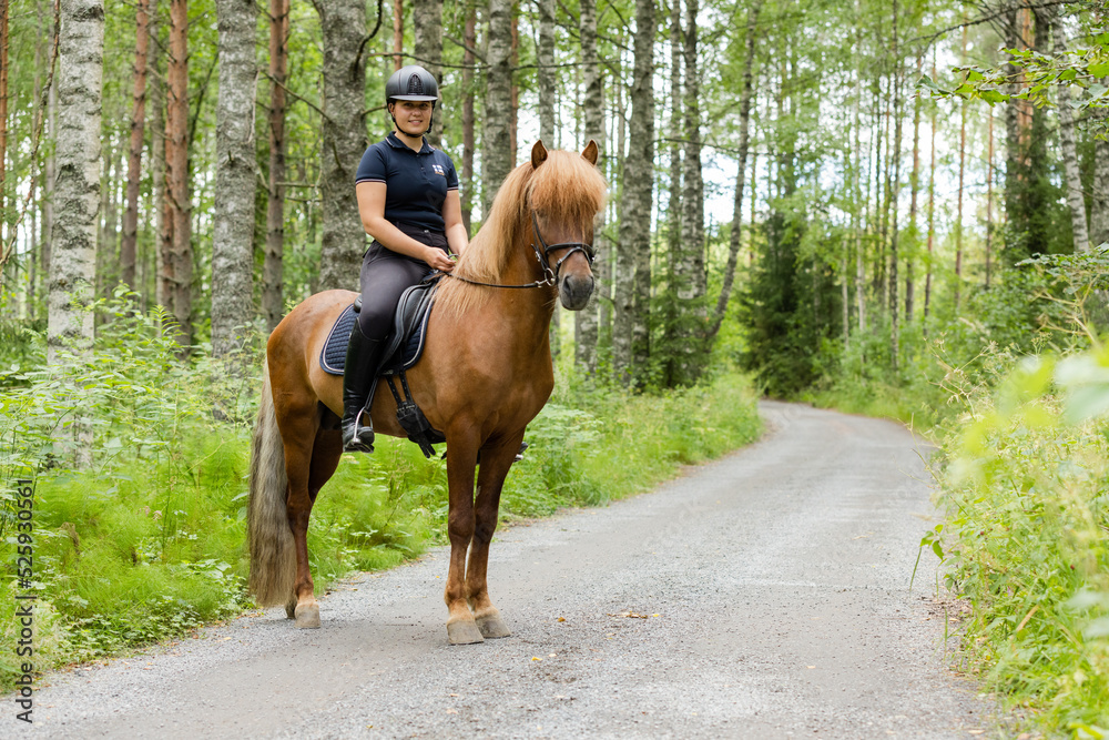 Fototapete Icelandic horse with female rider on saddle
