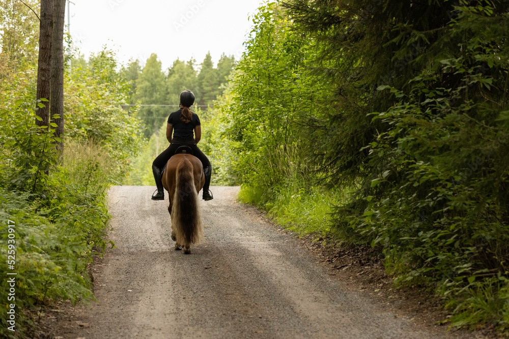 Icelandic horse with female rider on saddle. Rider wearing helmet. Icelandic horse with female rider on saddle. Rider wearing helmet.