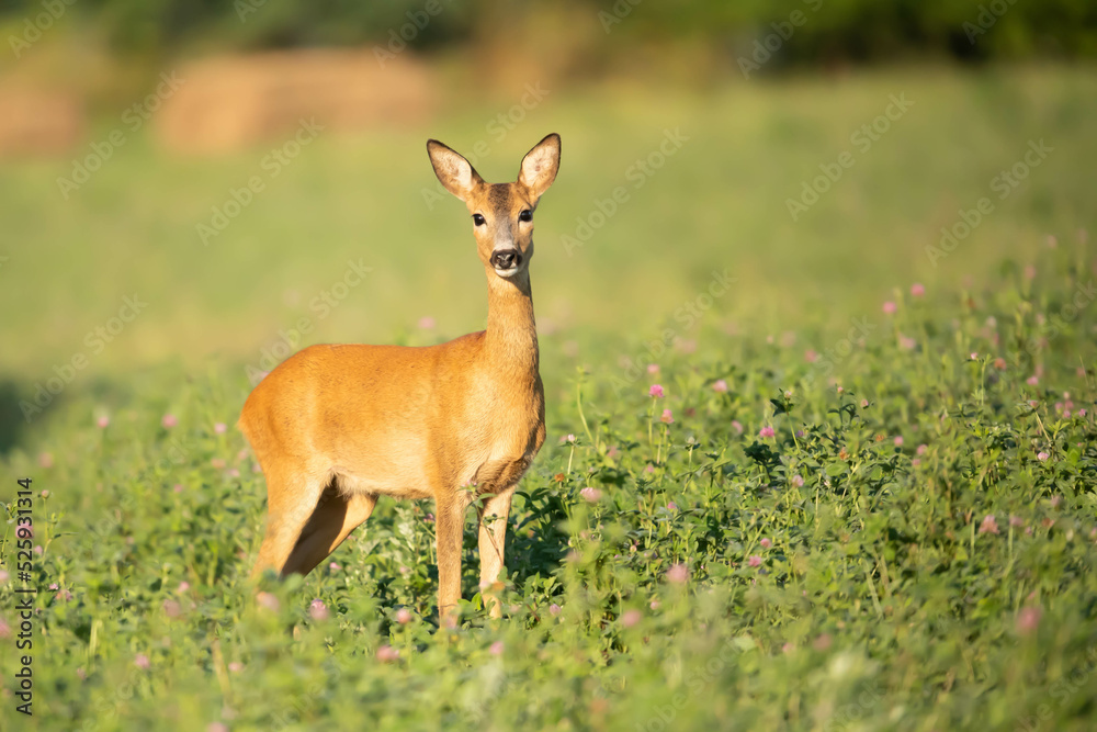 Sarna Capreolus