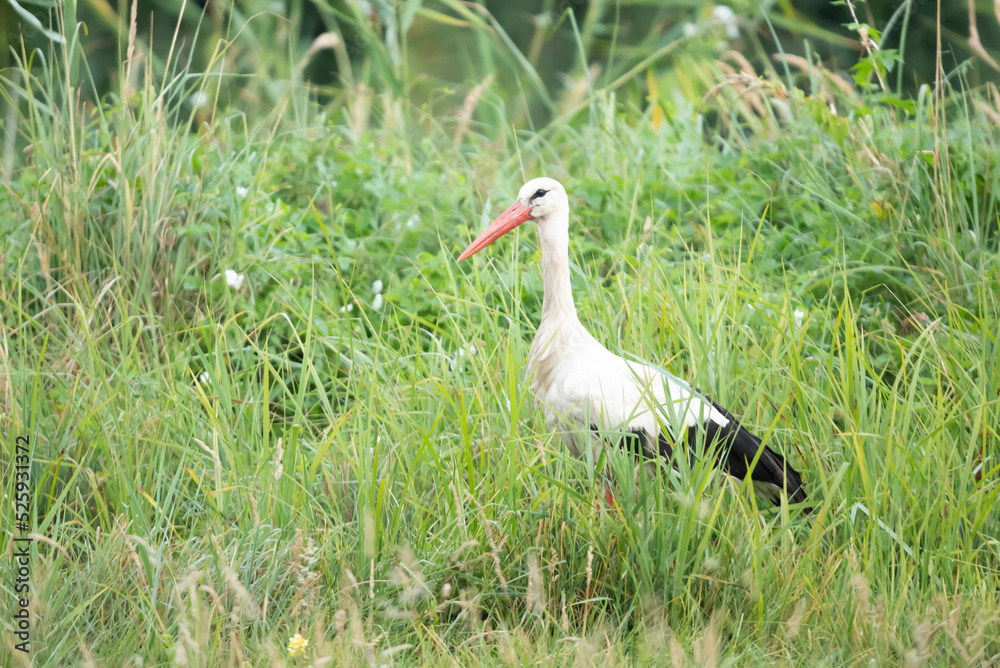 Obraz premium Bocian bialy Ciconia ciconia