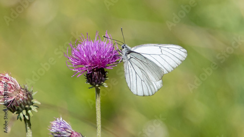 Aporia crataegi (Black-veined white), Vanoise, France