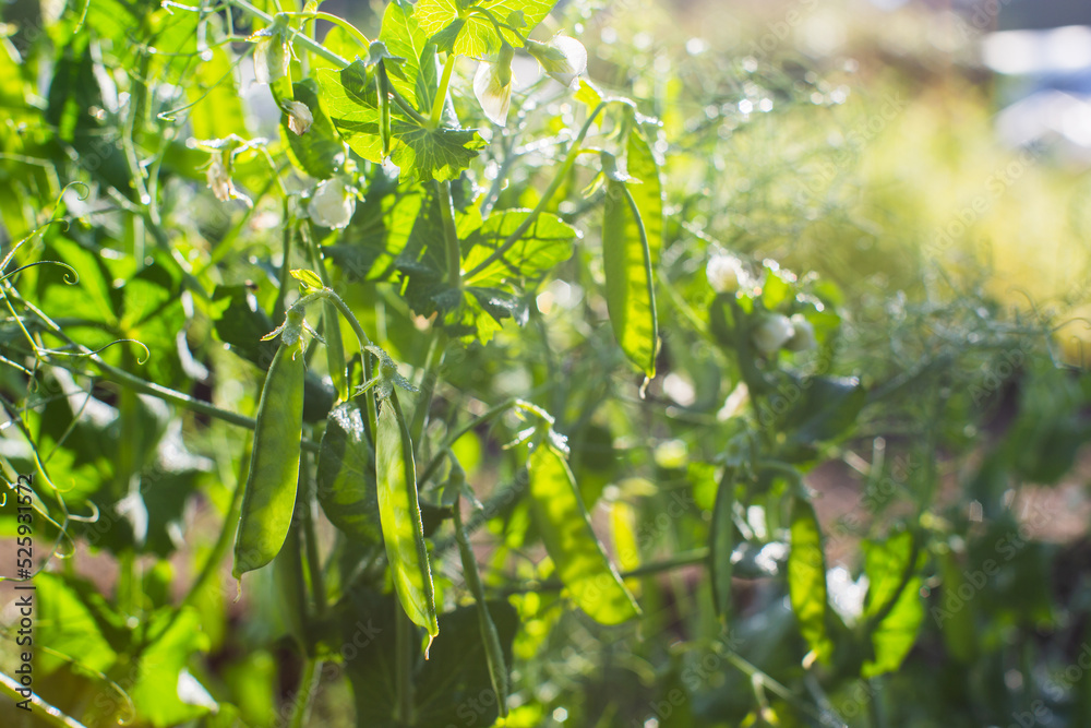 Peas crops planted in soil get ripe under sun. Cultivated land close up with sprout. Agriculture plant growing in bed row. Green natural food crop Peas crops planted in soil get ripe under sun. Cultivated land close up with sprout. Agriculture plant growing in bed row. Green natural food crop