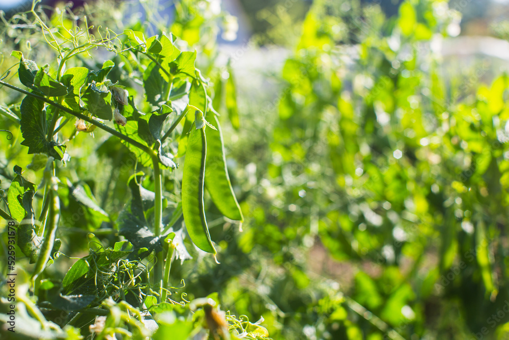 Peas crops planted in soil get ripe under sun. Cultivated land close up with sprout. Agriculture plant growing in bed row. Green natural food crop Peas crops planted in soil get ripe under sun. Cultivated land close up with sprout. Agriculture plant growing in bed row. Green natural food crop