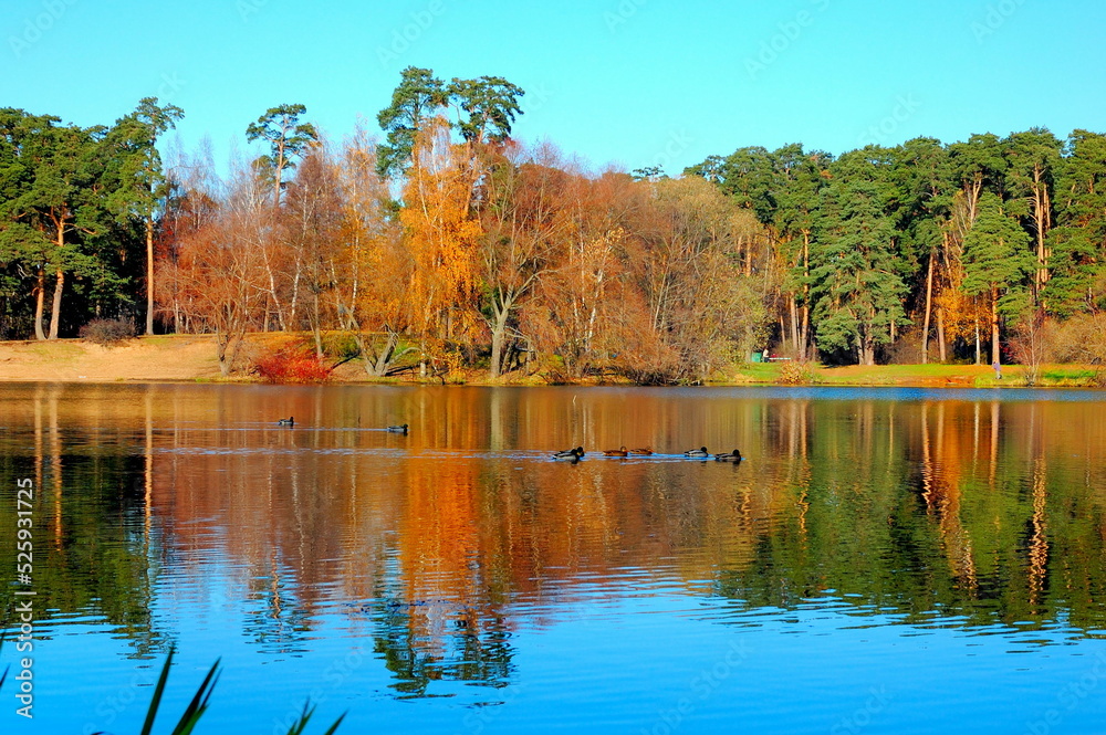 Colors of autumn. Sunny autumn day in Serebryany Bor Park, Moscow. Near the lake. Colors of autumn. Sunny autumn day in Serebryany Bor Park, Moscow. Near the lake.