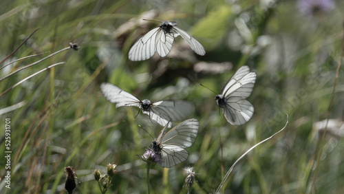 Schilderij op canvas Aporia crataegi (Black-veined white), Vanoise, France