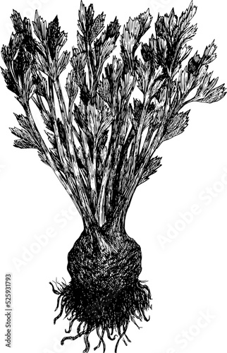 Celeriac vintage black and white realistic hand drawing vector
