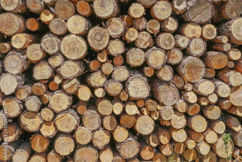Muro de troncos cortado vistos frontalmente apilados formando una bonita foto para salvapantallas
