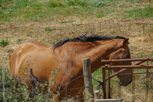 Caballo Marrón atento mirando al fotógrafo photo