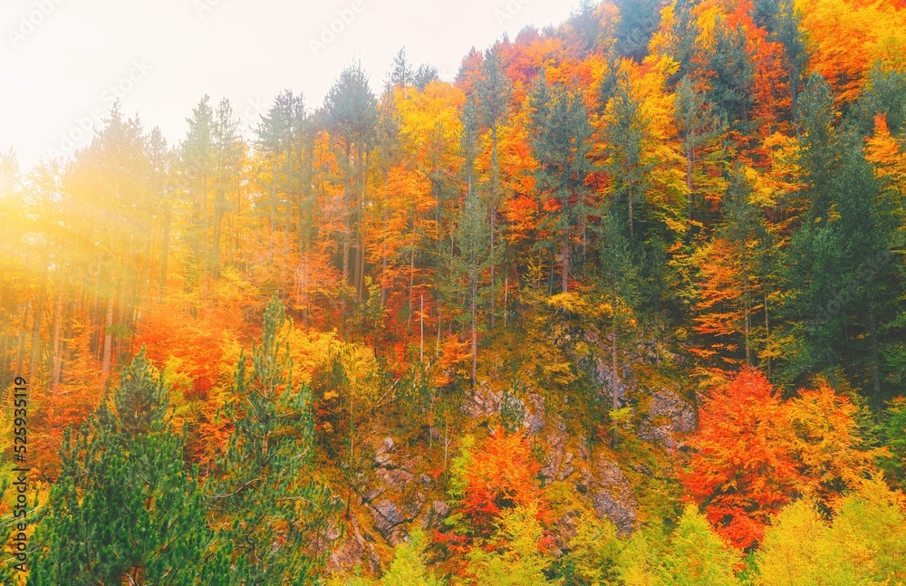 Fall forest in mountains. Autumn nature landscape background. Sunshine in forest scenery view. Natural national park with autumn trees. Warm red yellow colors foliage. Sunset fog mount hill in Europe.