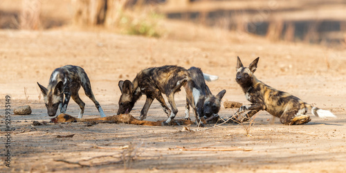 African wild dog pups eating from a prey in Mana Pools National Park in Zimbabwe