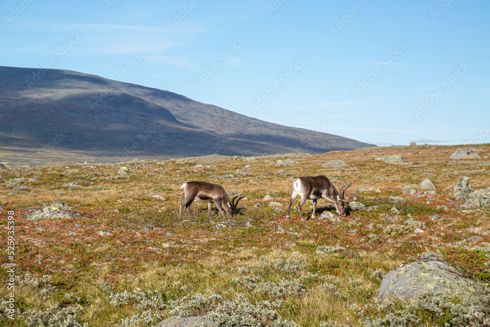 two young reindeer grazes in norway