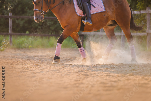 Legs of a horse in sports bandages. A horse with a rider raises clouds of dust during training