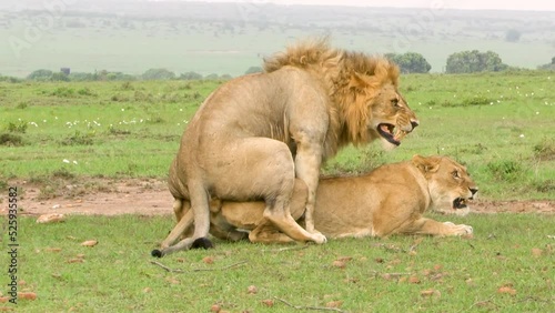 lions mating in the bush closeup, roaring at each other