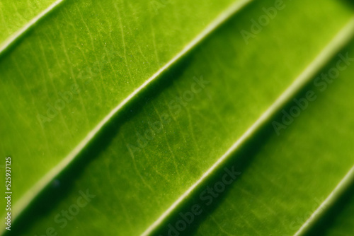 Defocus abstract green background. Nature of green leaf in garden at summer. Natural green leaves plants. Spring background cover page greenery environment ecology wallpaper. Banner. Out of focus