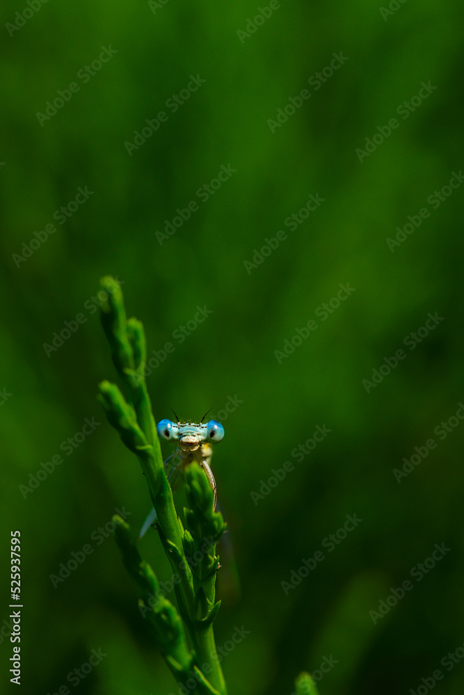 portrait of damselfly blue on a thorny stem portrait of damselfly blue on a thorny stem