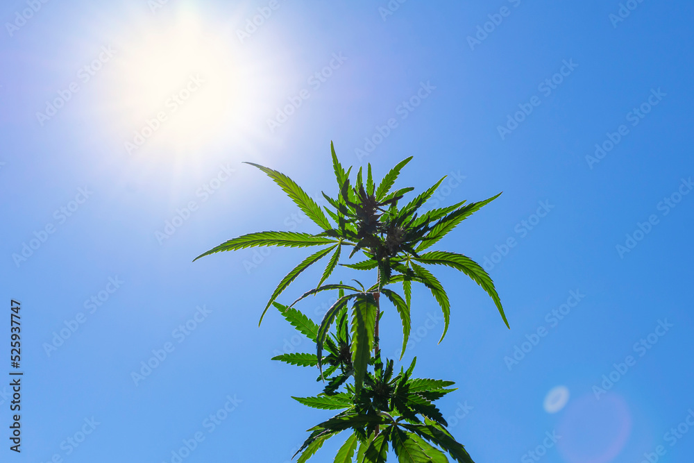 cannabis plant against the background of the sun and sky cannabis plant against the background of the sun and sky