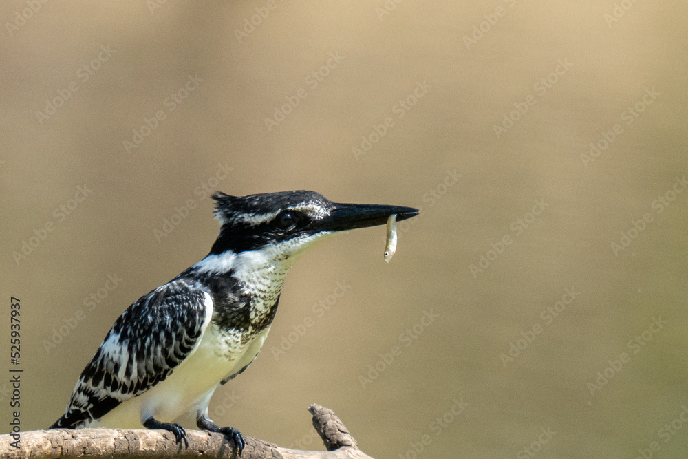 Obraz premium kingfisher catches a fish