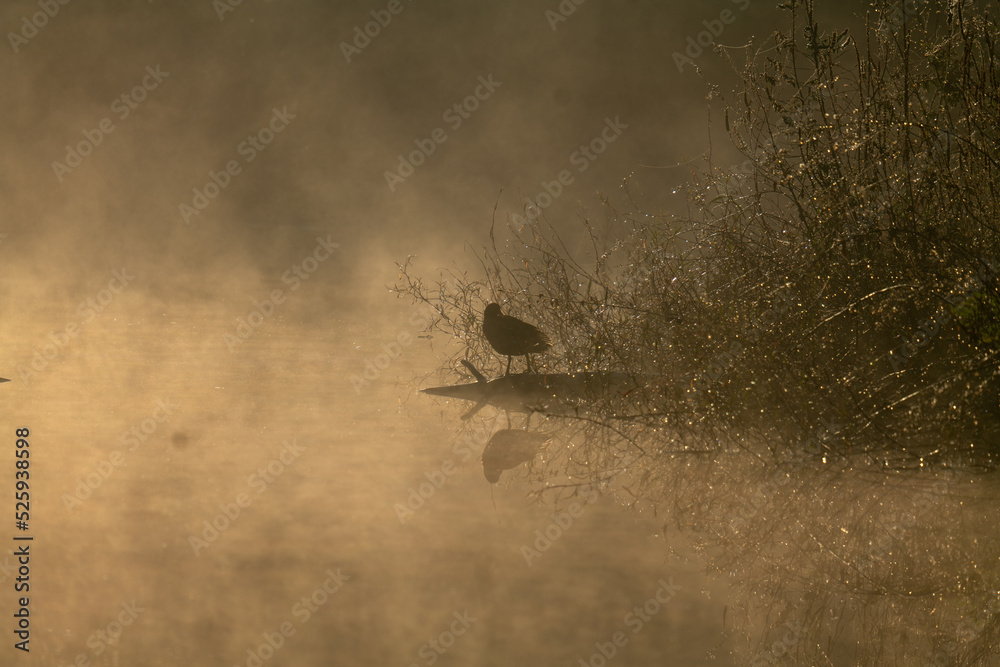 Fototapeta premium ducks in the fog