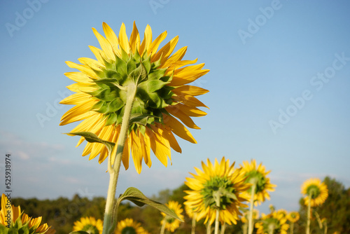 sunflower seen from behind the stem