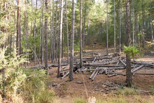 forest clearing to prevent forest fires