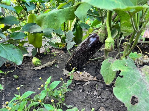 Eggplants and peppers grow in the garden nearby. Growing home vegetables in a greenhouse. Ripe fruits of eggplant and bell pepper in the garden. Eco harvest of vegetables