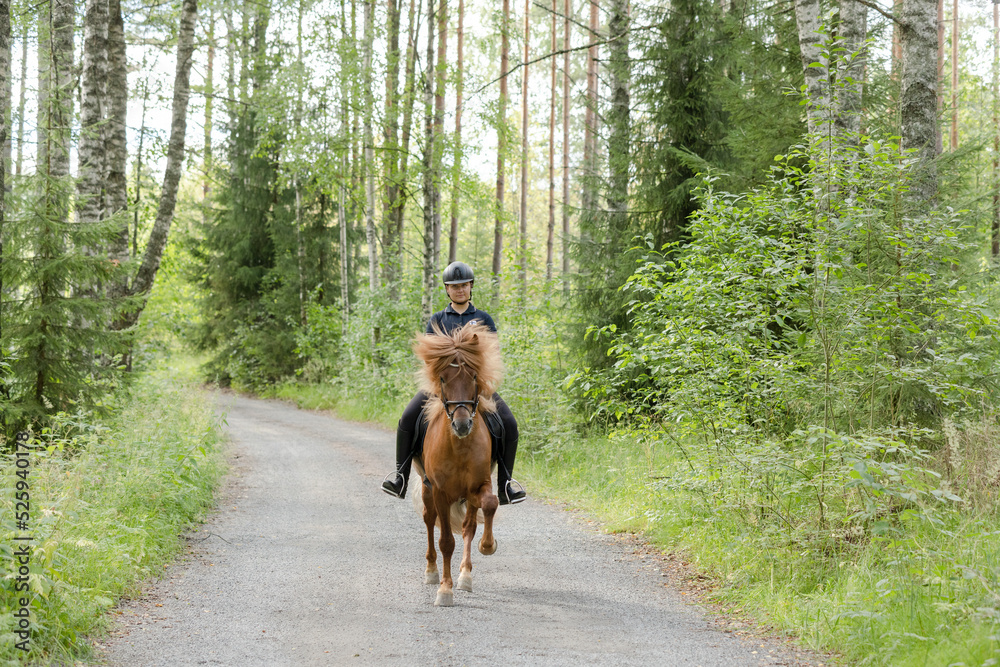 Icelandic horse with female rider on saddle. Rider wearing helmet. Icelandic horse with female rider on saddle. Rider wearing helmet.